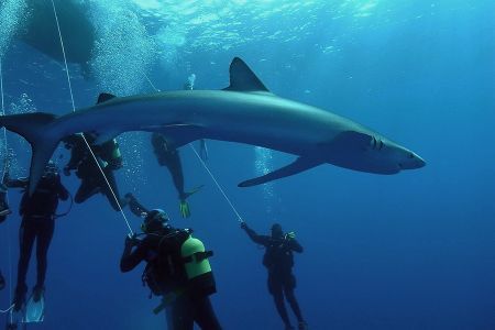 900x600 DiveAzores 20120810 53