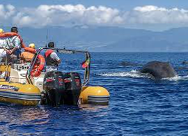 Azores-Whale-Watching-TERRA-AZUL